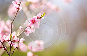 Pink blossoming cherry tree with bokeh lights. Pink flowers for spring background