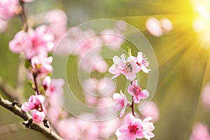 Pink blossoming cherry tree with sun lights. Pink flowers for spring background