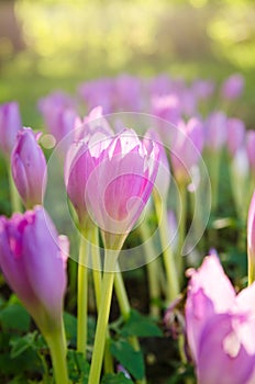 Pink blossoming crocuses in the garden