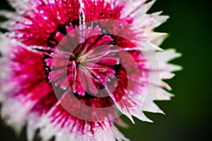 Pink blossoming dianthus flower head on green
