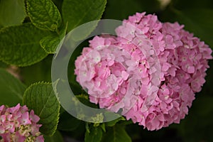 Pink blossoming flower with green leaves