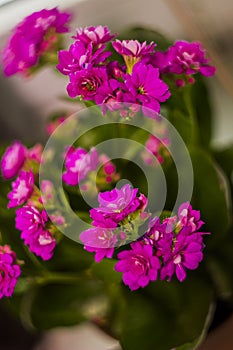 A pink blossoming flowers of Kalanchoe blossfeldiana