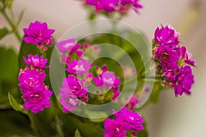 A pink blossoming flowers of Kalanchoe blossfeldiana