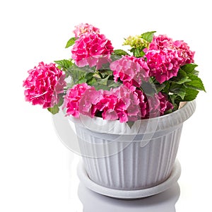 Pink blossoming Hydrangea macrophylla or mophead hortensia in a flower pot isolated on white photo