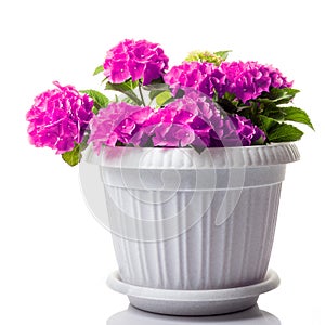 Purple blossoming Hydrangea macrophylla or mophead hortensia in a flower pot isolated on white photo