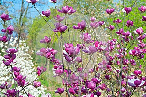 Pink blossoming magnolia trees in the spring garden