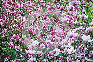 Pink blossoming magnolia trees in the spring garden