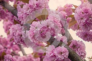 Pink blossoming sakura trees. Spring background