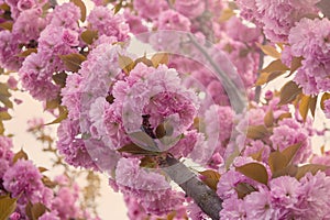 Pink blossoming sakura trees. Spring background