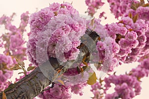 Pink blossoming sakura trees. Spring background