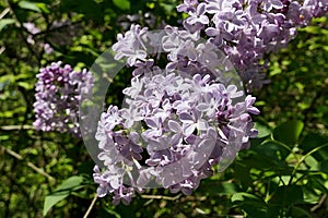 Pink blossoming scenty flower clusters of lilac, possibly broadleaf lilac Syringa Oblata