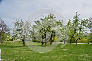 Pink blossoming trees along a fence Spring time background