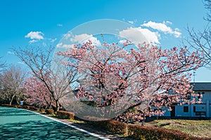 Pink blossoming trees on a sunny morning in Tsukuba, Japan