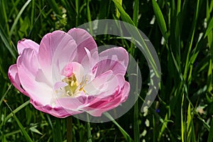 Pink blossoming tulip flower, possibly Tulipa Agenensis or Gesneriana