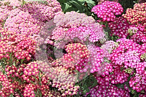 Pink blossoming yarrow