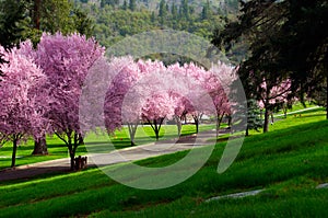 Pink Blossoms