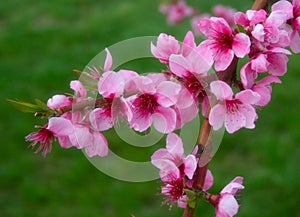 Pink Blossoms