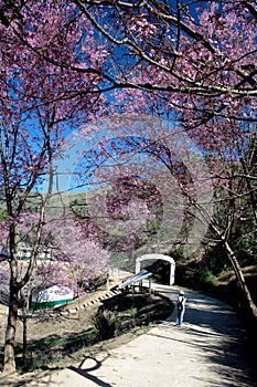 Pink Blossoms