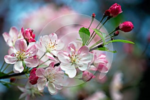 Pink blossoms