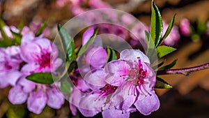 Pink blossoms