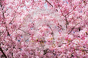 Pink blossoms all over the surface