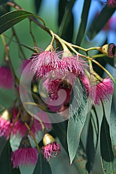 Pink blossoms of the Australian native Blue Gum, Eucalyptus leucoxylon