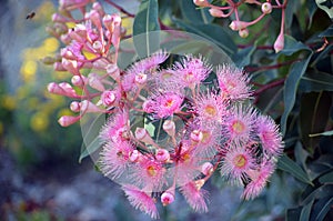 Pink blossoms of Australian native Corymbia gum tree photo