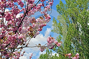 Pink blossoms at an avenue of japanese cherry trees, donated by japan to the reunification of Germany