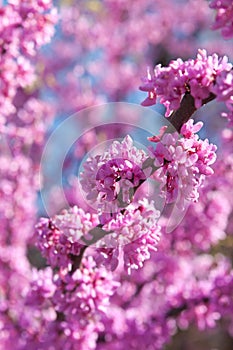 Pink Blossoms Blooming On Eastern Redbud Tree In Springtime