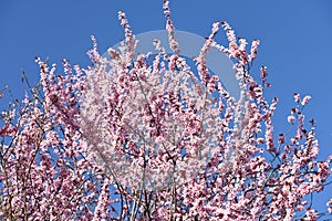 Pink blossoms with a blue sky