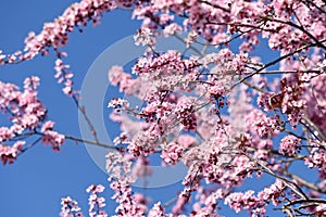Pink blossoms with a blue sky