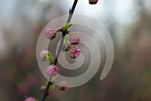 Pink blossoms on the branch with blue sky during spring blooming