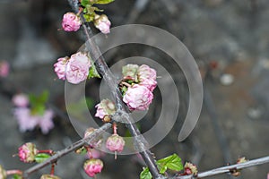 Pink blossoms on the branch with blue sky during spring blooming