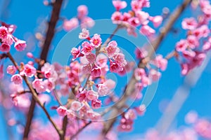 Pink blossoms on the branch with blue sky during spring blooming Branch with pink sakura blossoms and blue sky background.