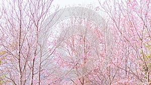 Pink blossoms on the branch with blue sky during spring blooming, Branch with pink sakura blossoms, Chiang Mai, Thailand Blooming