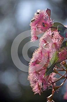 Pink Australian Corymbia gum tree blossoms photo