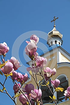 Pink blossoms and church