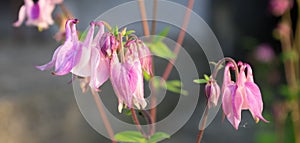 Pink blossoms of columbine