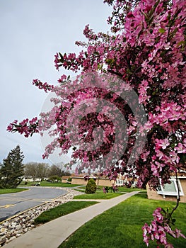 Pink blossoms of a crabapple tree