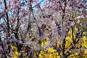 pink blossoms in the garden