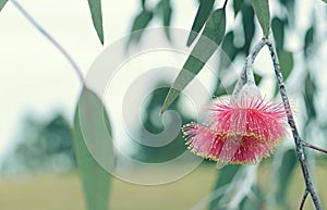 Pink blossoms and grey green leaves of the Australian native mallee tree Eucalyptus caesia