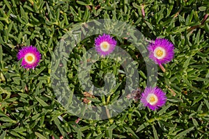 Pink blossoms of a hottentot pig flower, also called Carpobrotus edulis, ice plant, or pig face