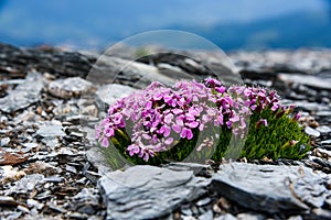 Pink blossoms on a rocky mountainside in the dolomites