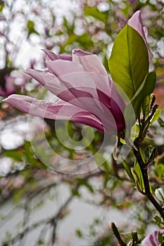 Pink blossoms of the saucer magnolia