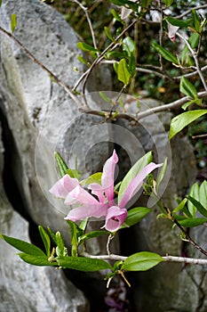 Pink blossoms of the saucer magnolia