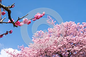 Pink blossoms under blue sky