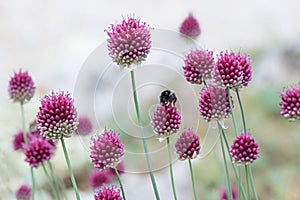 Pink blossoms of wild chives plant, light grey blurry background and bumblebee