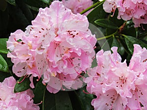 Pink Blossums on Tree Up Close Beautiful