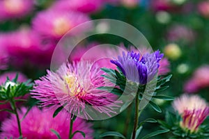 Pink and blue aster flowers