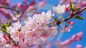 Pink blue background with cherry blossom tree macro detail